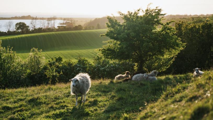 Naturoplevelser på Ærø