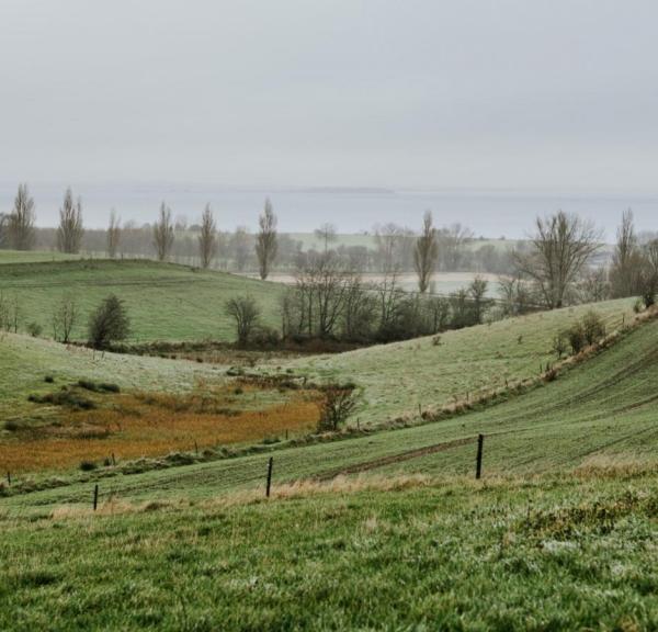 Bølgemose i december (vinter)